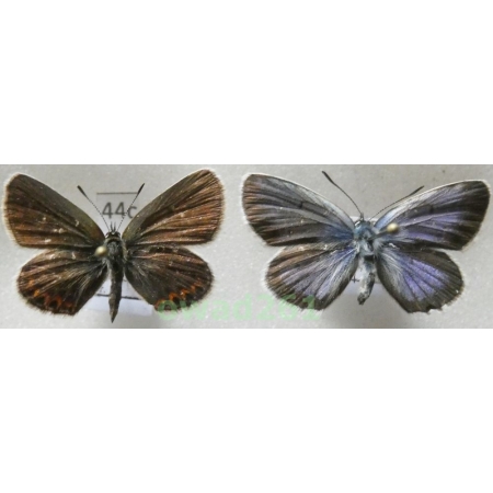 Plebejus argus (Linnaeus, 1758) pair Poland44c